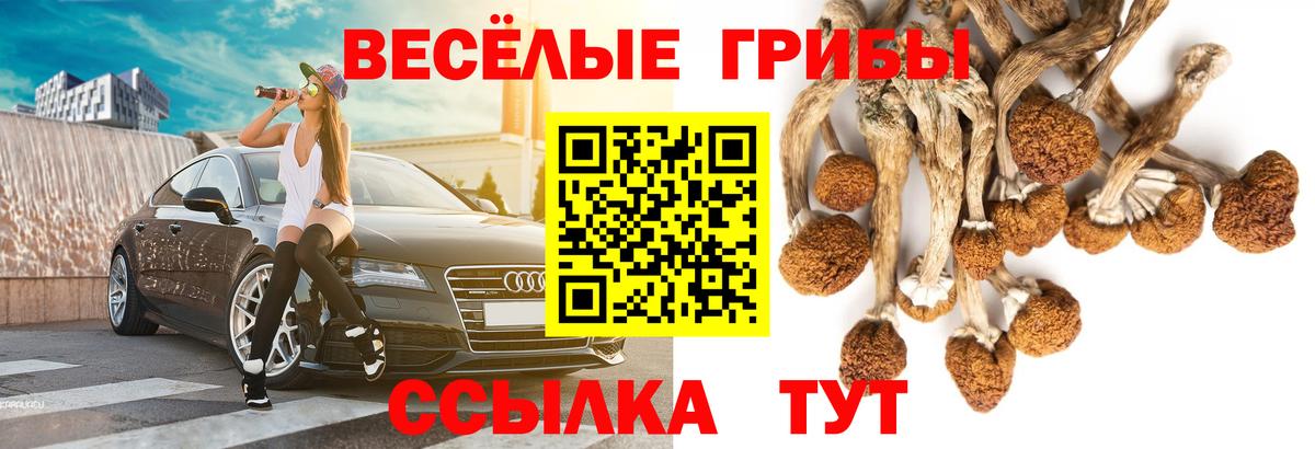 Псилоцибиновые грибы Psilocybe Коммунар